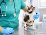 Лечение инфекционных болезней домашних животных